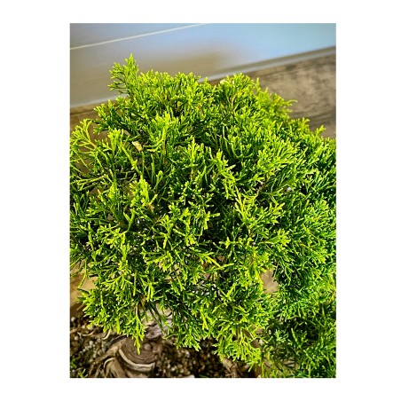 Juniperus Itoigawa JCI1