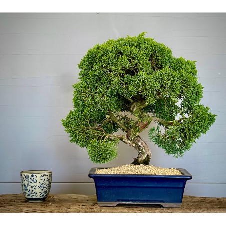 Juniperus Itoigawa JCI3