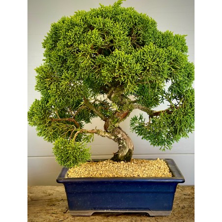 Juniperus Itoigawa JCI3