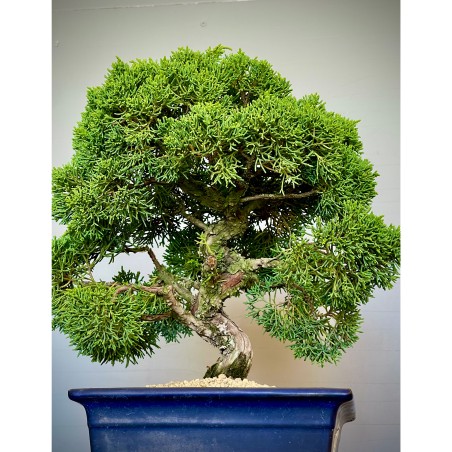 Juniperus Itoigawa JCI3