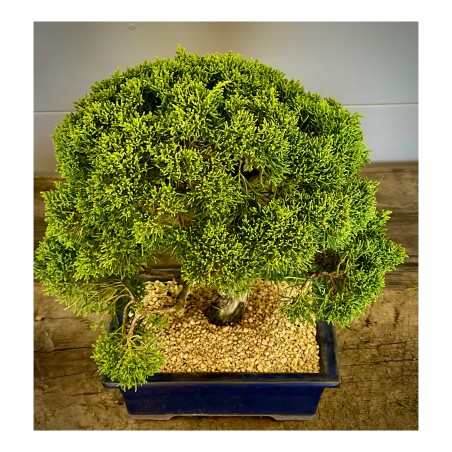 Juniperus Itoigawa JCI3