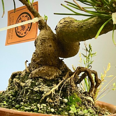 Pino Negro Japones PT4