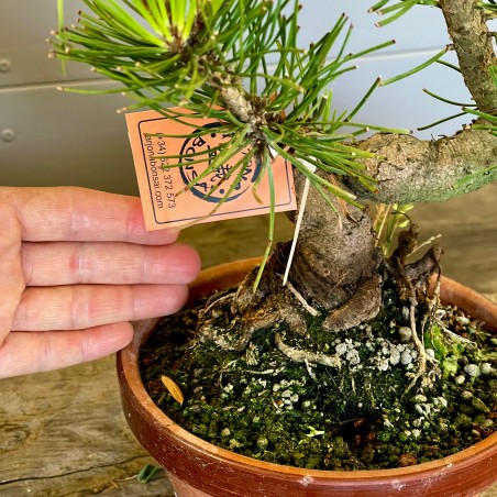 Pino Negro Japones PT4