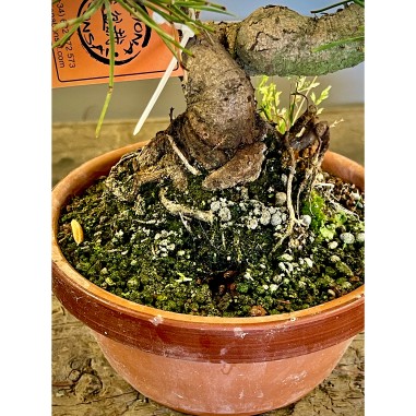 Pino Negro Japones PT4