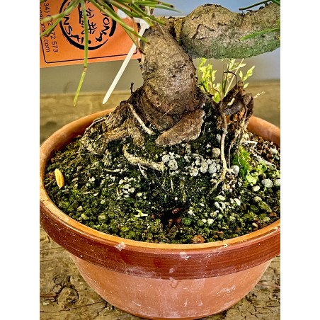 Pino Negro Japones PT4