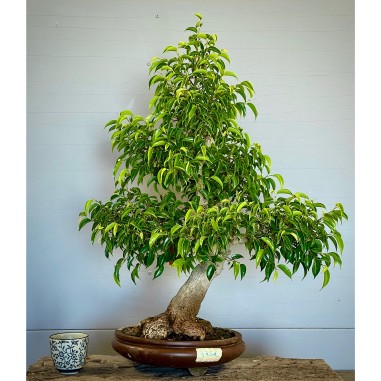 Ficus Benjamina -FB2-
