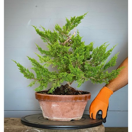 Juniperus Itoigawa JCI4