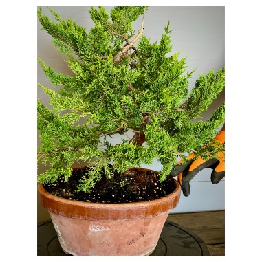 Juniperus Itoigawa JCI4