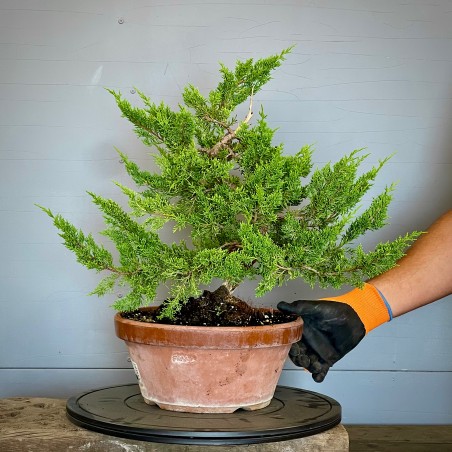 Juniperus Itoigawa JCI4