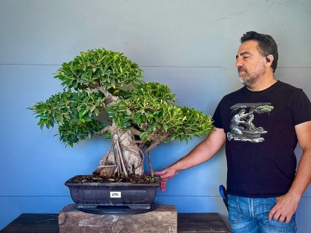 Ficus Tyger Bark VIP3 (vendido)