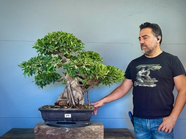 Ficus Tyger Bark VIP3 (vendido)