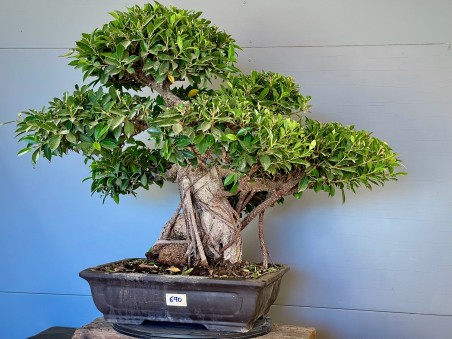 Ficus Tyger Bark VIP3 (vendido)