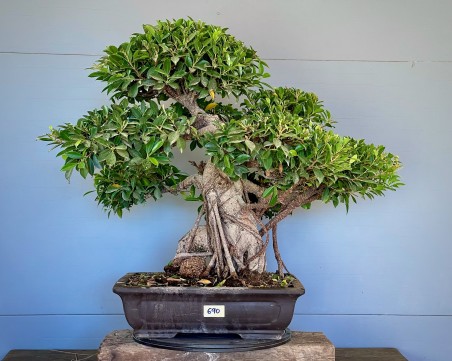 Ficus Tyger Bark VIP3 (vendido)