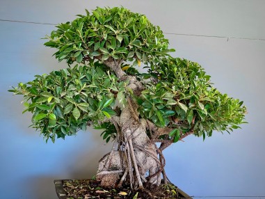 Ficus Tyger Bark VIP3 (vendido)