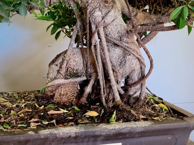 Ficus Tyger Bark VIP3 (vendido)
