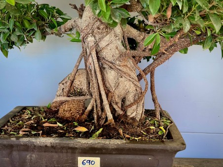 Ficus Tyger Bark VIP3 (vendido)
