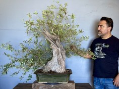 Olivo Silvestre -OS6- (vendido)