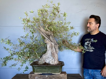 Olivo Silvestre -OS6- (vendido)