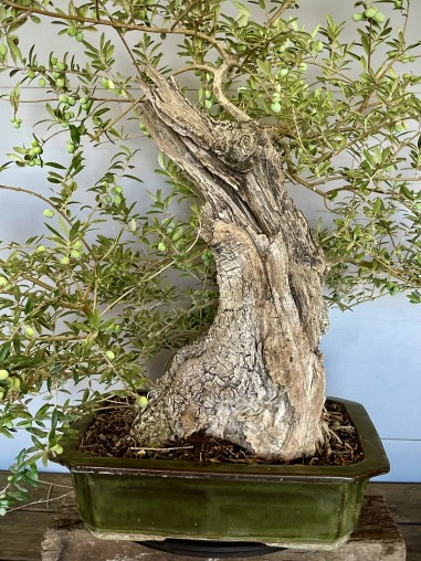 Olivo Silvestre -OS6- (vendido)