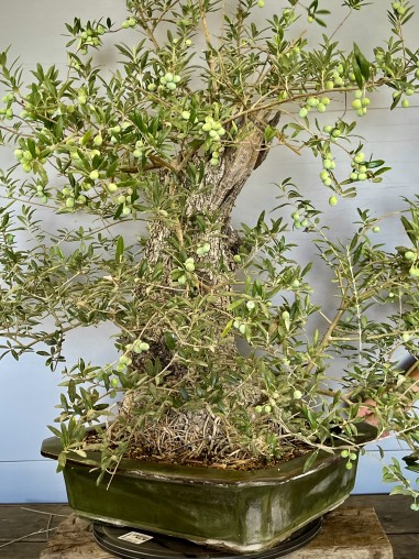 Olivo Silvestre -OS6- (vendido)