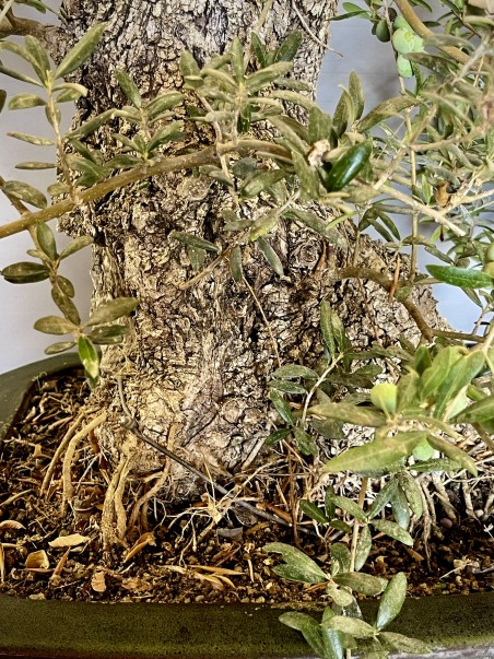 Olivo Silvestre -OS6- (vendido)