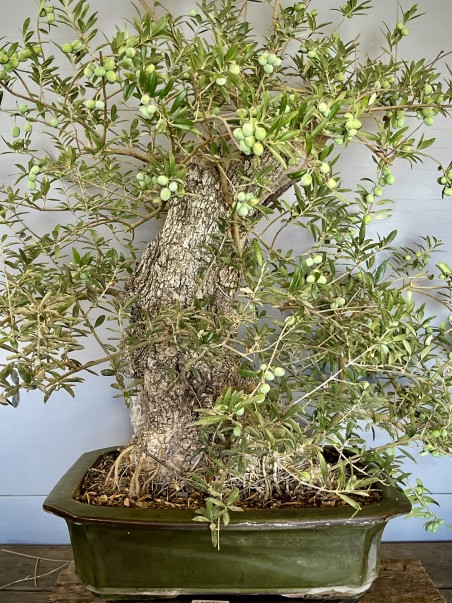 Olivo Silvestre -OS6- (vendido)