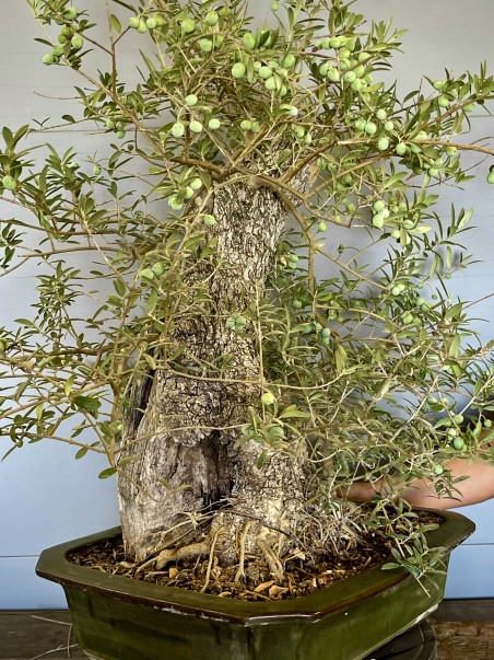 Olivo Silvestre -OS6- (vendido)