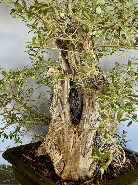 Olivo Silvestre -OS6- (vendido)