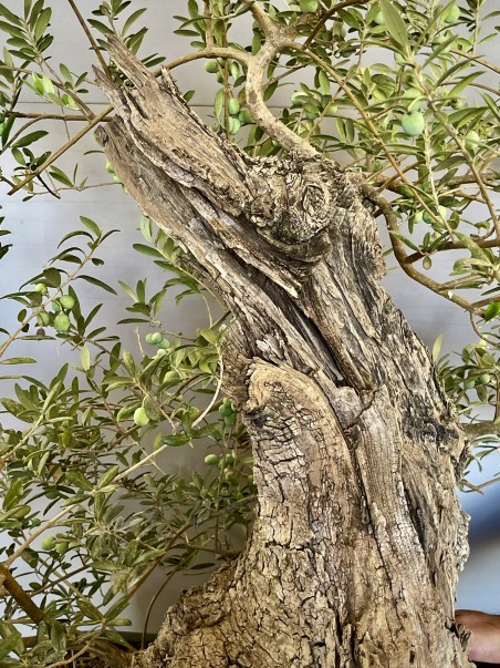 Olivo Silvestre -OS6- (vendido)