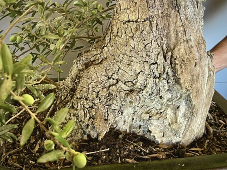 Olivo Silvestre -OS6- (vendido)