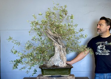 Olivo Silvestre -OS6- (vendido)