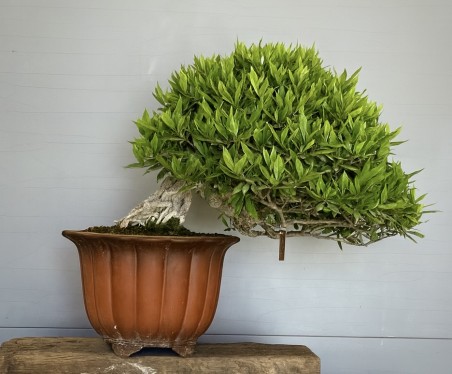Gardenia