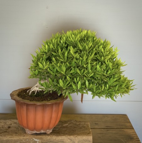 Gardenia