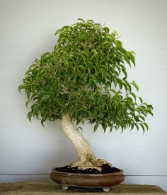Ficus Benjamina -FB2-