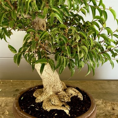 Ficus Benjamina -FB2-