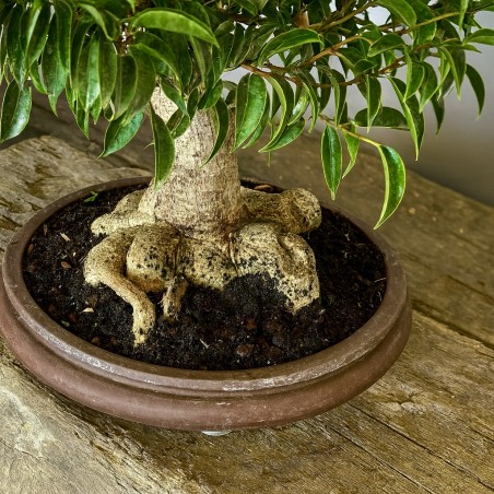 Ficus Benjamina -FB2-