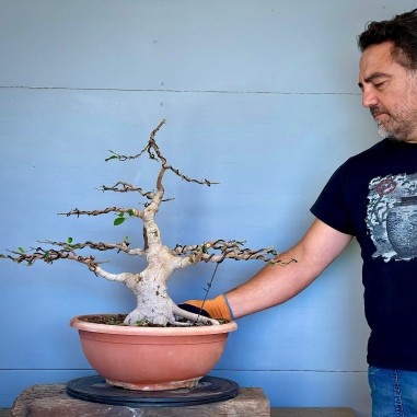 Ficus Retusa FR1