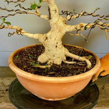 Ficus Retusa FR1