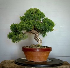 Juniperus Kishu JCk2