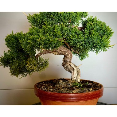 Juniperus Kishu JCk2