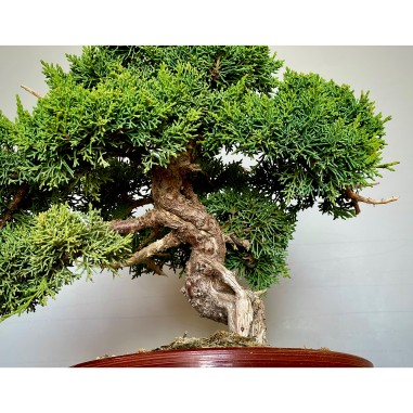 Juniperus Kishu JCk2