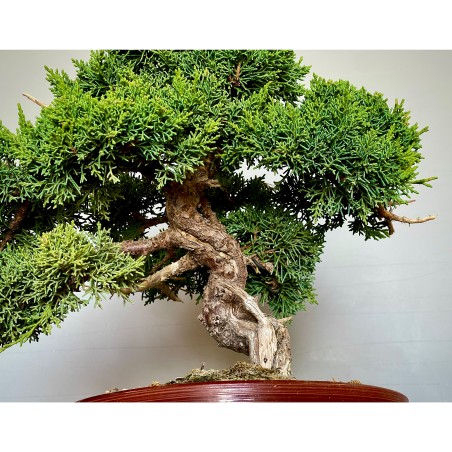 Juniperus Kishu JCk2