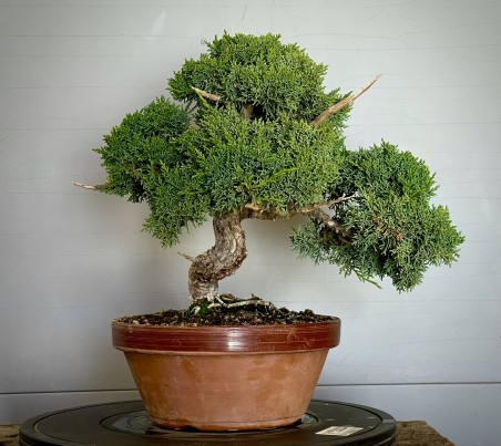 Juniperus Kishu JCk2