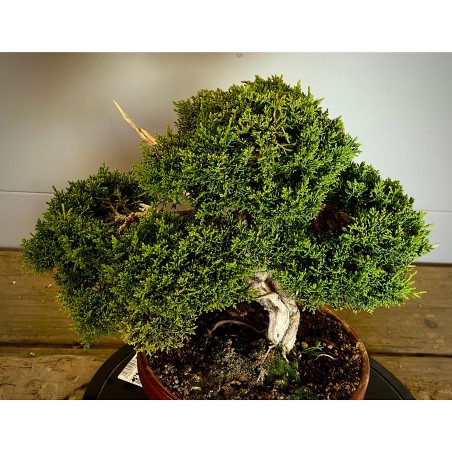 Juniperus Kishu JCk2