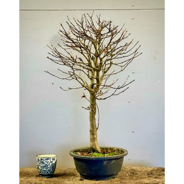 Arce Burgueriano AB1