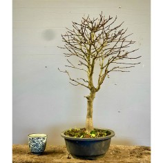 Arce Burgueriano AB2