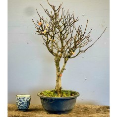 Arce Burgueriano AB3