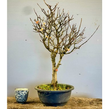 Arce Burgueriano AB3