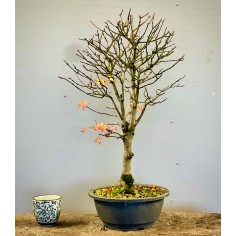 Arce Burgueriano AB4