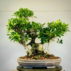 Ficus Tyger Bark VIP3